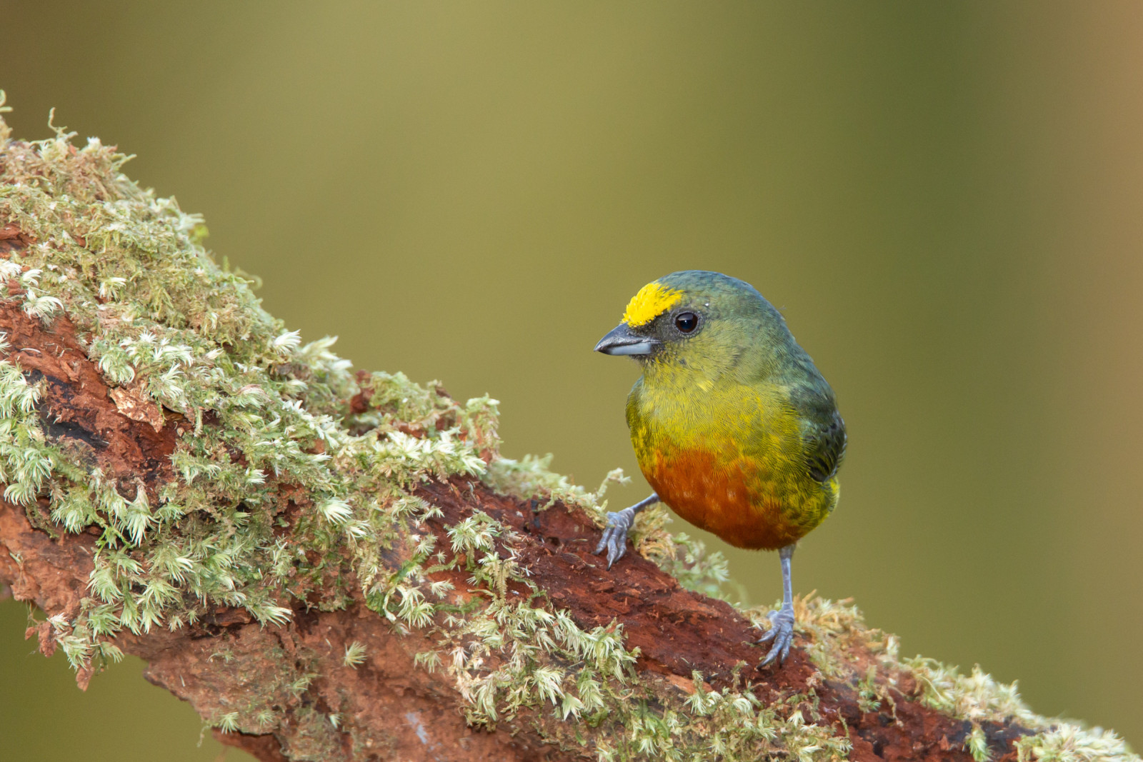 image Olive-backed Euphonia